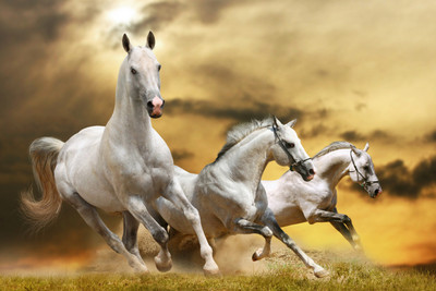 

Oshi - Running White Horse (2) Paper Print(12 inch X 18 inch, Stretched)