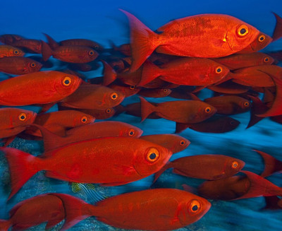 77% OFF on Painting Without Frame - Red Fish Art Canvas Art(18 inch X 22 inch)