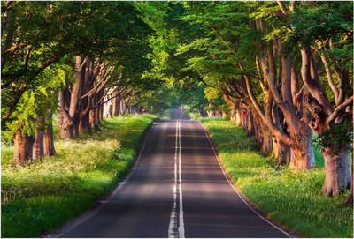 

Green Trees_Nature Paper Print(13 inch X 19 inch, Rolled)