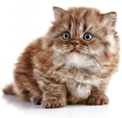 

Oshi - Cute Cat (4) Paper Print(12 inch X 18 inch, Streched)