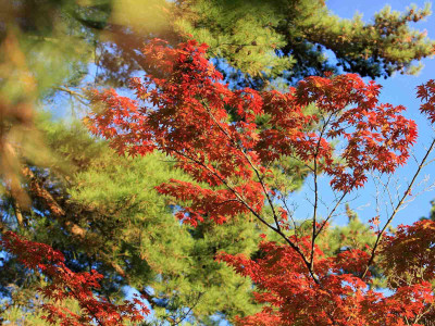 

Posterhouzz Autumn Fine Art Print Poster Fine Art Print(12 inch X 18 inch, Rolled)
