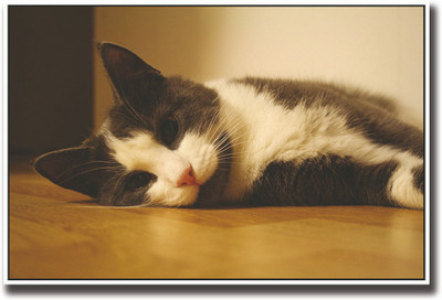 

Cute Cat lying on floor Fine Art Print(12 inch X 18 inch, Rolled)