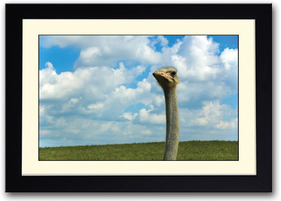 

Ostrich Face Fine Art Print(14 inch X 20 inch, Framed)
