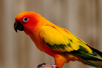 

Oshi - Beautiful Red Parrot Paper Print(12 inch X 18 inch, Stretched)