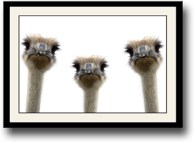 

Three Ostrich Fine Art Print(10 inch X 14 inch, Framed)