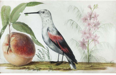 

Pietro Piani ,Birds and Fruit - Medium Size Ready To Frame Rolled Digital Art Print On Photographic Paper(27 inch X 18 inch, Rolled)