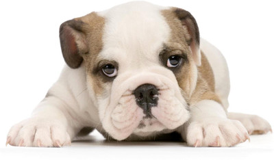 

Oshi - Cute Bulldog Paper Print(12 inch X 18 inch, Streched)