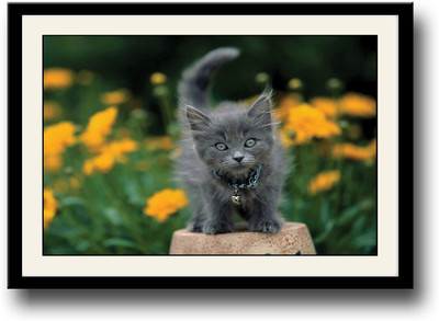 

Cute Cat AFP0495 Fine Art Print(10 inch X 14 inch, Framed)