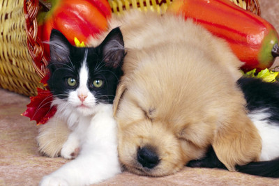 

Oshi- Cute Puppy and Cat Paper Print(12 inch X 18 inch, Rolled)