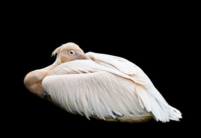 50% OFF on Do not Paper Print(13 inch X 20 inch)