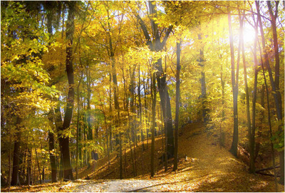 

Nature Paper Print(19 inch X 13 inch, Rolled)