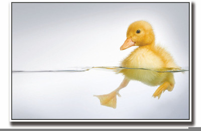 

Posterhouzz Little yellow duck Fine Art Print(12 inch X 18 inch, Rolled)