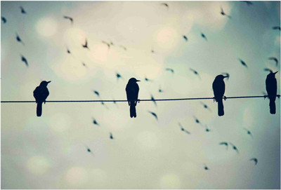 

Birds Paper Print(19 inch X 13 inch, Rolled)