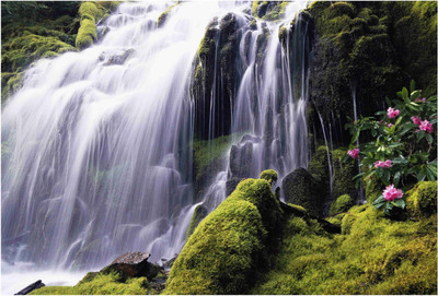 

Nature Paper Print(19 inch X 13 inch, Rolled)