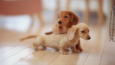 

Posters for room. Collection of cute little puppies. Paper Print(18 inch X 12 inch, Rolled)