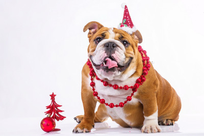 

Oshi - Cute Dog in Christmas Hat Paper Print(12 inch X 18 inch, Streched)