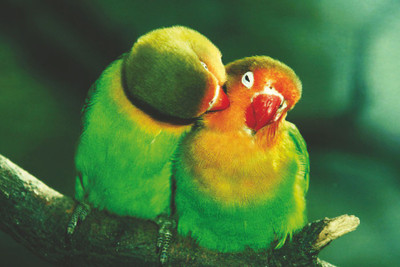 

Cute Parrot pair Paper Print(12 inch X 18 inch, Rolled)
