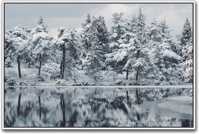 

Snowy Tree Reflection Paper Print(12 inch X 18 inch)