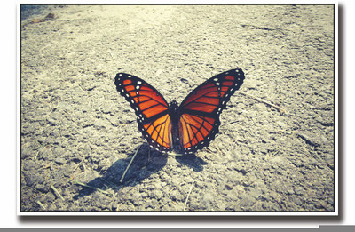 

Posterhouzz Beautiful butterfly on road Fine Art Print(12 inch X 18 inch, Rolled)