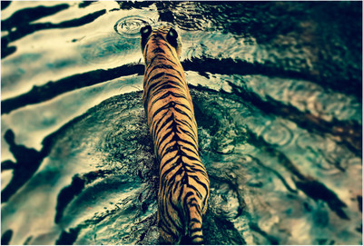

Tiger On Water Photographic Paper(13 inch X 19 inch, Rolled)