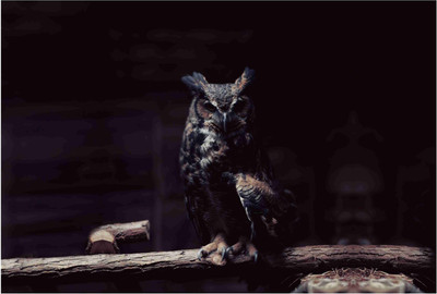 

Animals Paper Print(19 inch X 13 inch, Rolled)