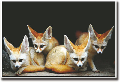 

4 Cute animals fenek Fine Art Print(12 inch X 18 inch, Rolled)