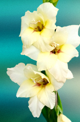 50% OFF on Colourful Flowers 99 Canvas Art(60 inch X 40 inch)