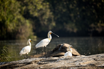 50% OFF on Birds in Canvas Art(27 inch X 40 inch)