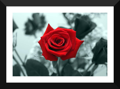

Tallenge - Valentine's Day Gift - Red Rose - Premium Quality A3 Size Framed Poster Paper Print(17 inch X 12 inch, Framed)