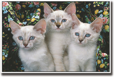 

Three Cute cats with grey eyes Fine Art Print(12 inch X 18 inch, Rolled)
