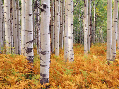 

Posterhouzz Autumn Fine Art Print Poster Fine Art Print(12 inch X 18 inch, Rolled)