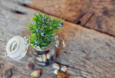 

Beautiful Plant In A Jar - Medium Size Ready To Frame Rolled Digital Art Print On Photographic Paper(27 inch X 18 inch, Rolled)
