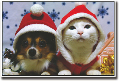 

Cat and dog on Christmas Fine Art Print(12 inch X 18 inch, Rolled)
