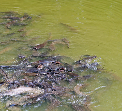 50% OFF on Fight for Canvas Art(12 inch X 15 inch)