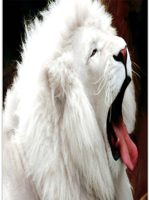

Posterhouzz White Lion Paper Print(18 inch X 12 inch, Rolled)