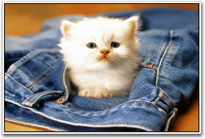 

Cute Little Cat Photographic Paper(12 inch X 18 inch)