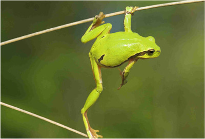 

Animals Paper Print(19 inch X 13 inch, Rolled)