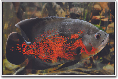 

Oscar Fish Paper Print(12 inch X 18 inch)
