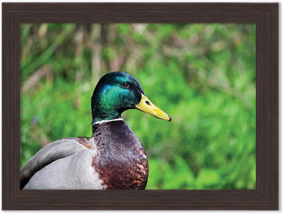 

Speaking Ducks Nature Themed Framed Poster Photographic Paper(13.5 inch X 10 inch, Box Packing)