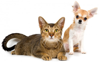 

Oshi - Cute Cat and Dog Paper Print(12 inch X 18 inch, Streched)
