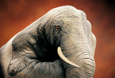

Posterhouzz Animal Hand Painting Fine Art Print Poster Fine Art Print(12 inch X 18 inch, Rolled)