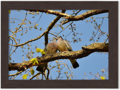 

Birds Nature Themed Framed Poster Photographic Paper(13.5 inch X 10 inch, Box Packing)