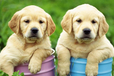 

Oshi - Cute Puppies (4) Paper Print(12 inch X 18 inch, Streched)