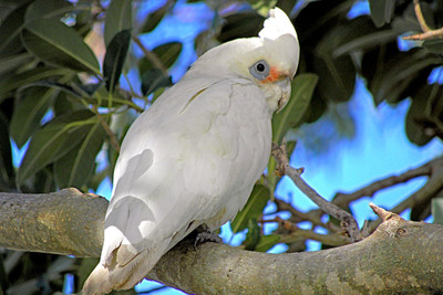 

Oshi - Beautiful Parrot Paper Print(12 inch X 18 inch, Stretched)