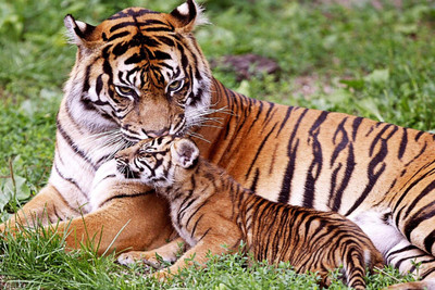 

Oshi - Tiger Loving Cub Paper Print(12 inch X 18 inch, Stretched)