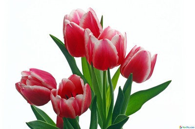 

Posterhouzz Flower Fine Art Print Poster Fine Art Print(12 inch X 18 inch, Rolled)