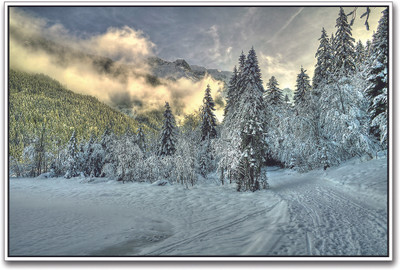 

Snow Covered Forest Paper Print(12 inch X 18 inch)