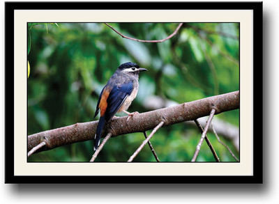 

White eared Sibia Fine Art Print(10 inch X 14 inch, Framed)