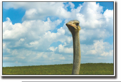 

Posterhouzz Ostrich face Fine Art Print(12 inch X 18 inch, Rolled)