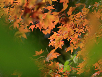 

Posterhouzz Autumn Fine Art Print Poster Fine Art Print(12 inch X 18 inch, Rolled)